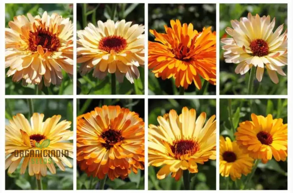 Calendula Officinalis â€™Playtime Mixâ€™ Flower Seeds For Planting Perfect Planting And Colorful