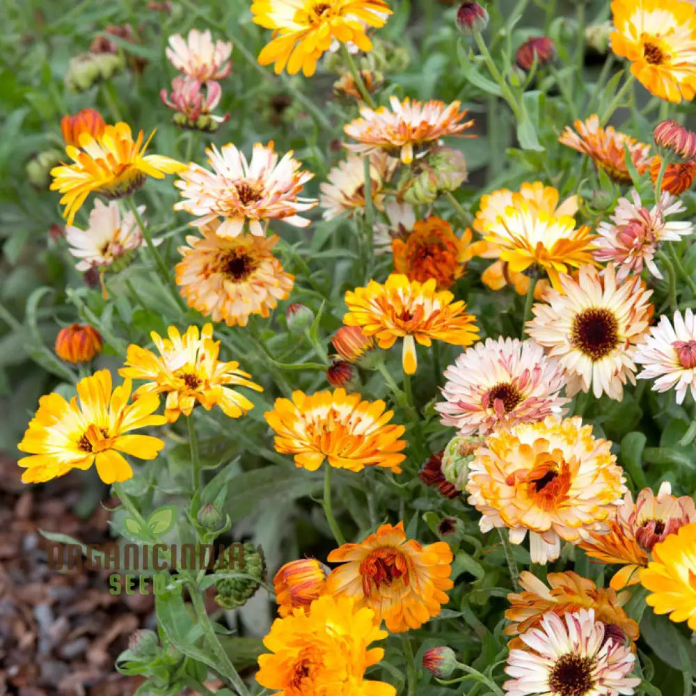 Calendula Officinalis â€™Playtime Mixâ€™ Flower Seeds For Planting Perfect Planting And Colorful