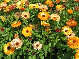 Calendula Officinalis Seeds for Vibrant Seasonal Garden Colors