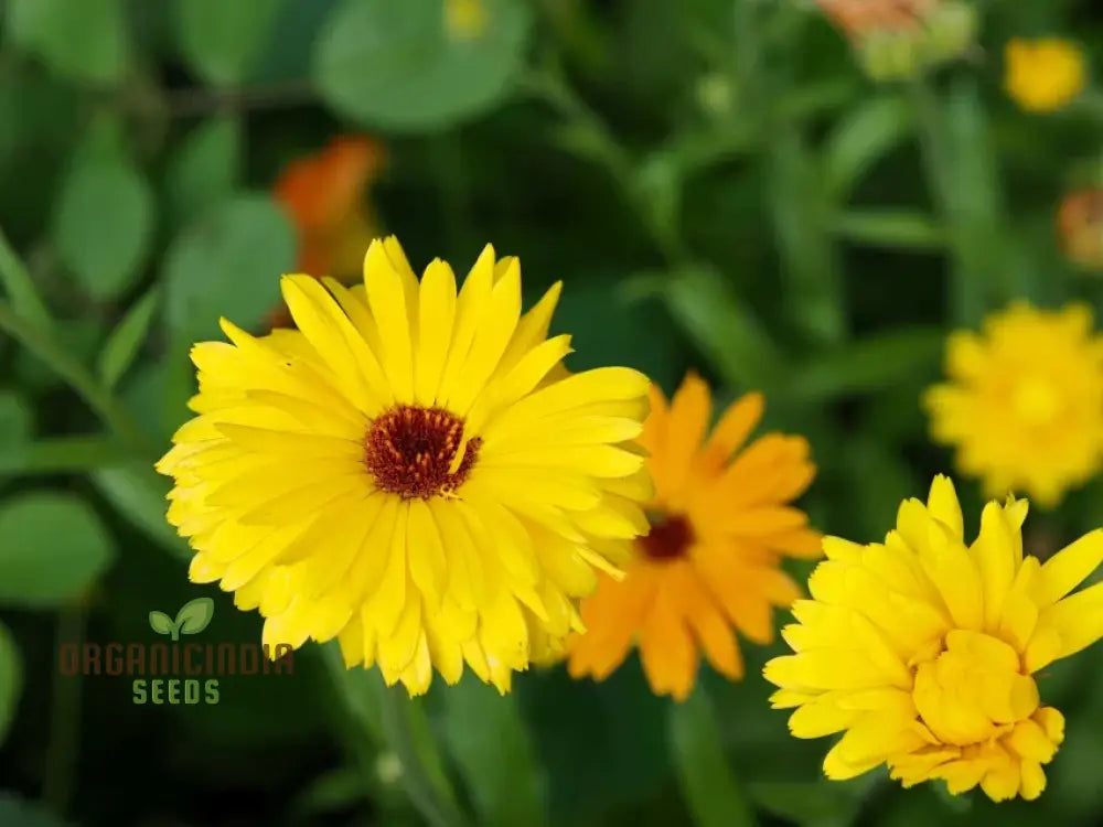 Calendula Officinalis â€™Wintersunâ€™ Flower Seeds Enhance Your Garden With Vibrant Blooms