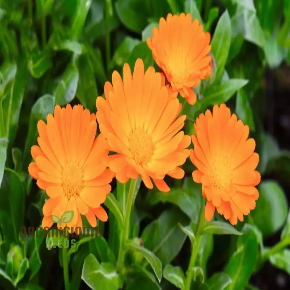 Calendula â€™Winter Sunâ€™ Seeds For A Burst Of Color In Your Garden â€“ Elevate Gardening