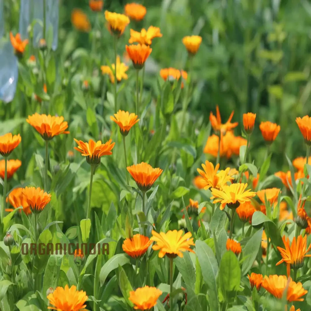 Calendula â€™Winter Sunâ€™ Seeds For A Burst Of Color In Your Garden â€“ Elevate Gardening