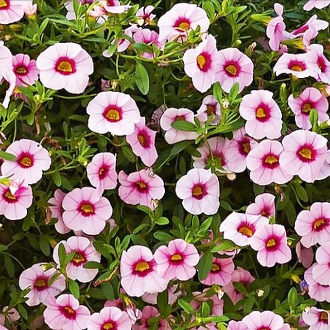 Vibrant Mixed Calibrachoa Flowers in Full Bloom