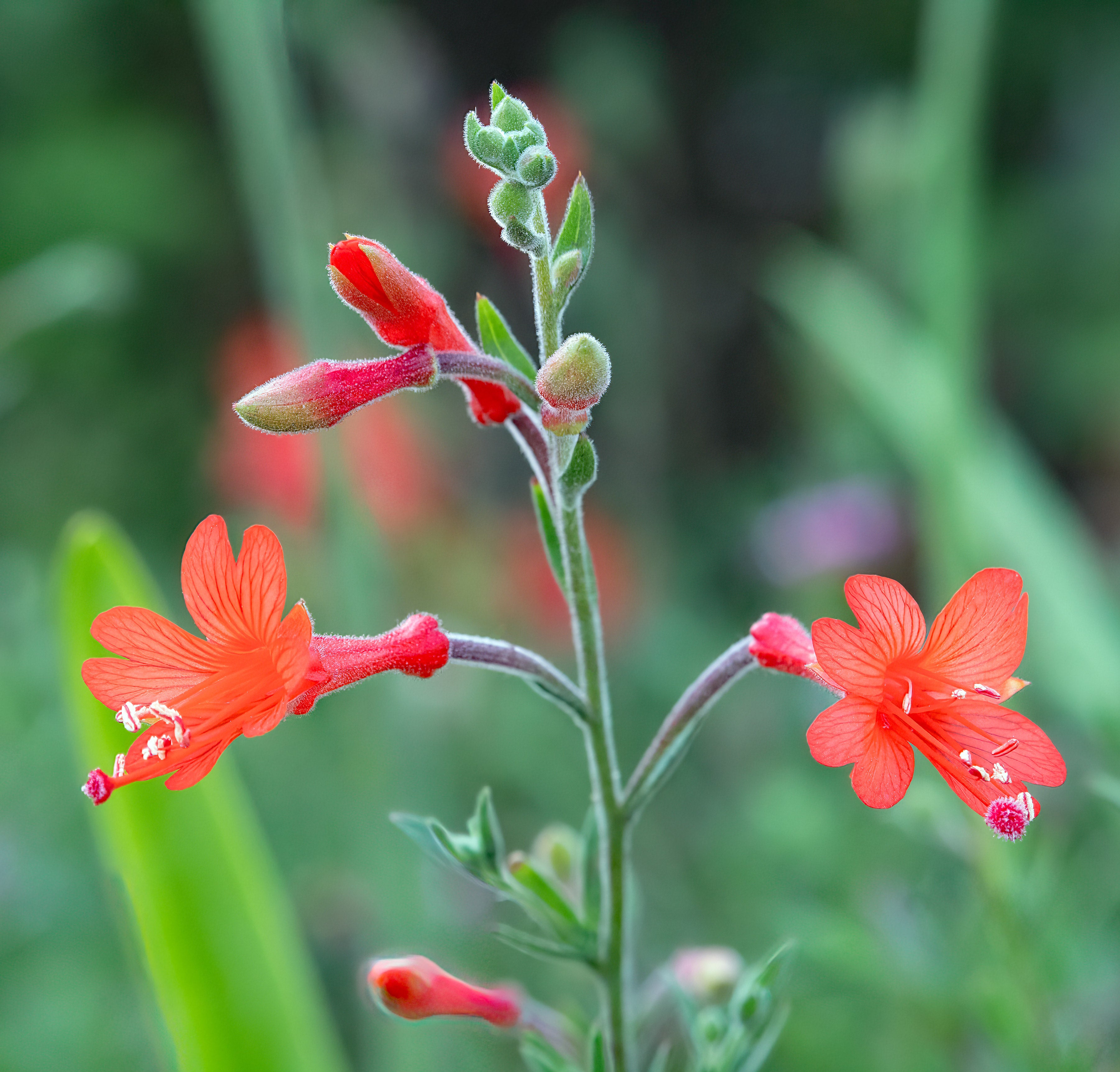 California Fuchsia seeds Epilobium canum