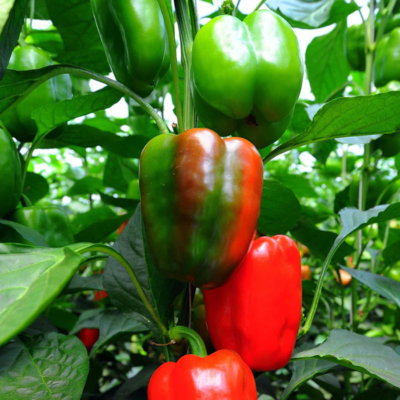 California Wonder Bell Pepper Seeds for Planting, Sweet Crisp Heirloom Peppers