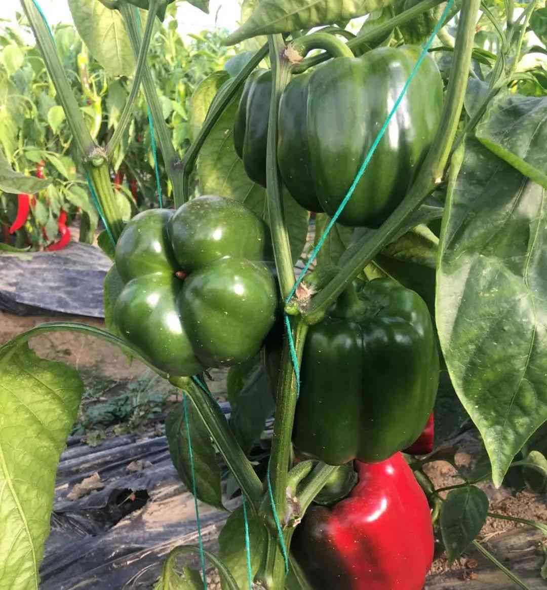 Mature California Wonder Bell Pepper Plant with Sweet Crisp Peppers