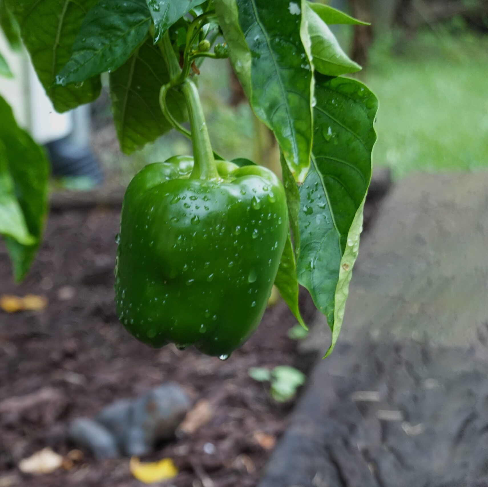 Ripe California Wonder Bell Peppers from Seeds, Heirloom Sweet Peppers