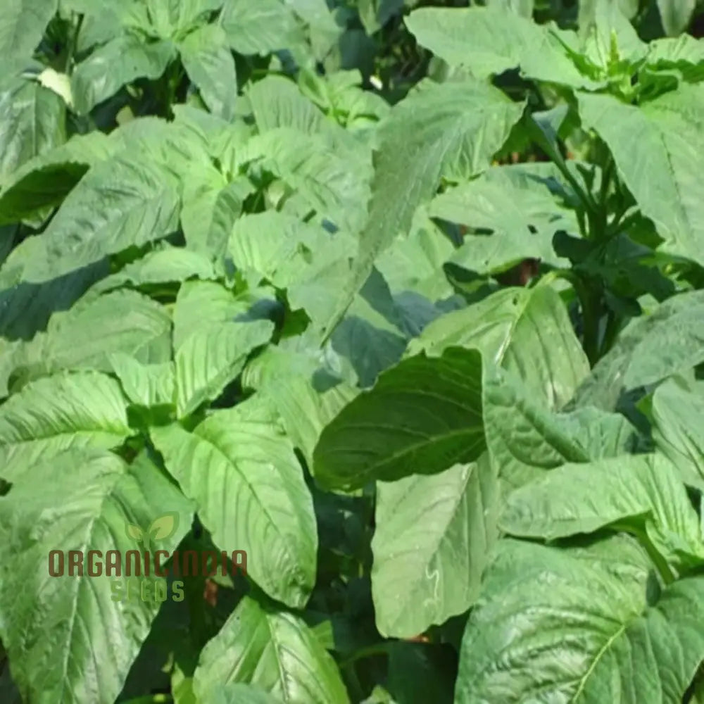 Fresh Lush Callaloo Leaves from Seeds, Nutrient-Rich Garden Greens