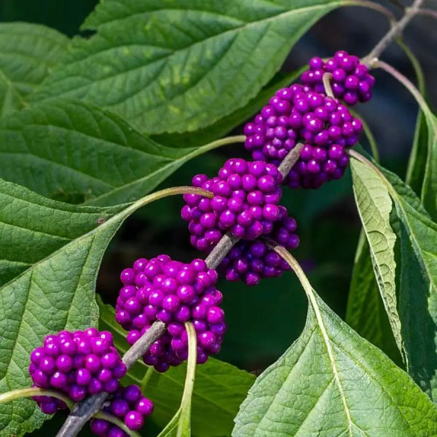 Young Callicarpa dichotoma Shrub in Garden