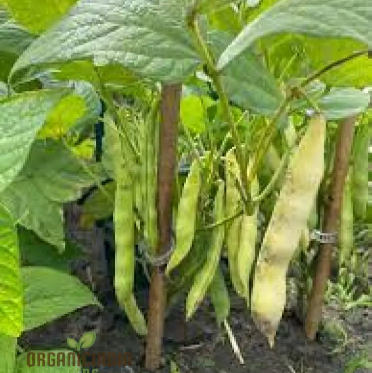 Calypso Bean Seeds For Planting: Premium Heirloom Gardening Delight For Your Bountiful Harvest