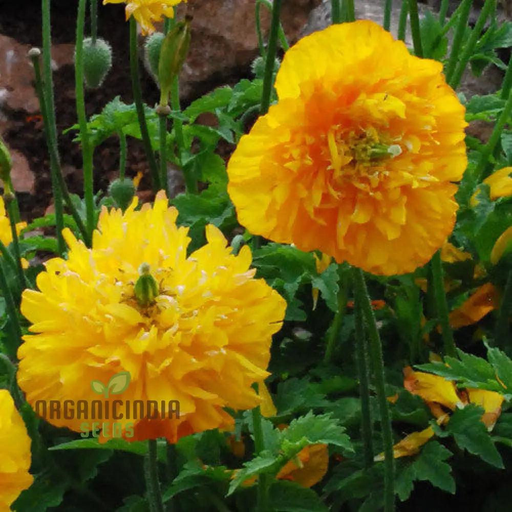 Cambrica Double Yellow seeds grown in pot for shaded garden displays