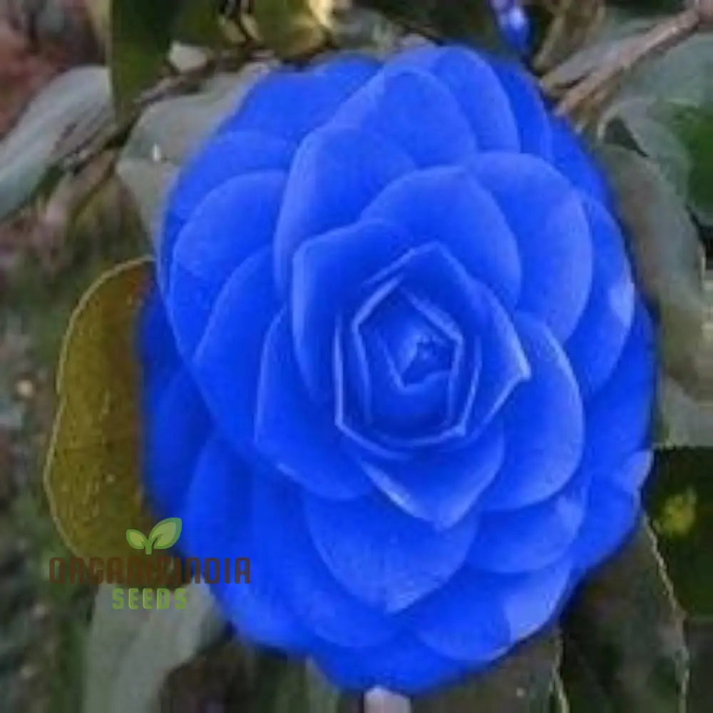Camellia Agramsero del Fiore seeds elegant blooming flowers