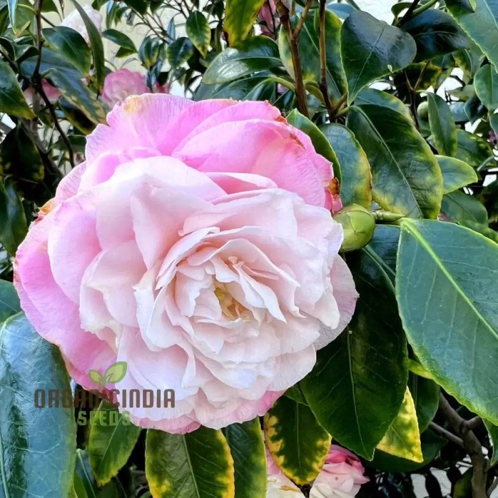 Camellia Japonica bonsai growing guide