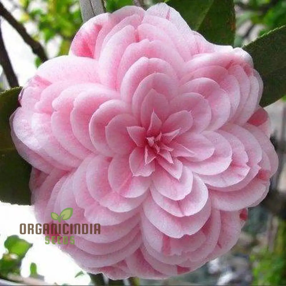 Camellia Japonica bonsai flower seeds for planting