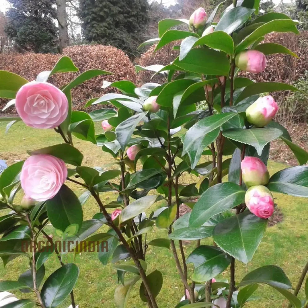 Camellia japonica pink blooms