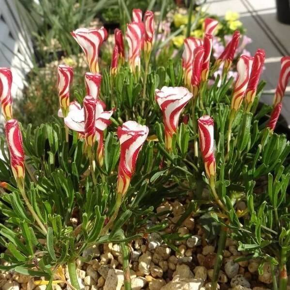 Candy Cane Sorrel Seeds Oxalis Versicolor for Planting
