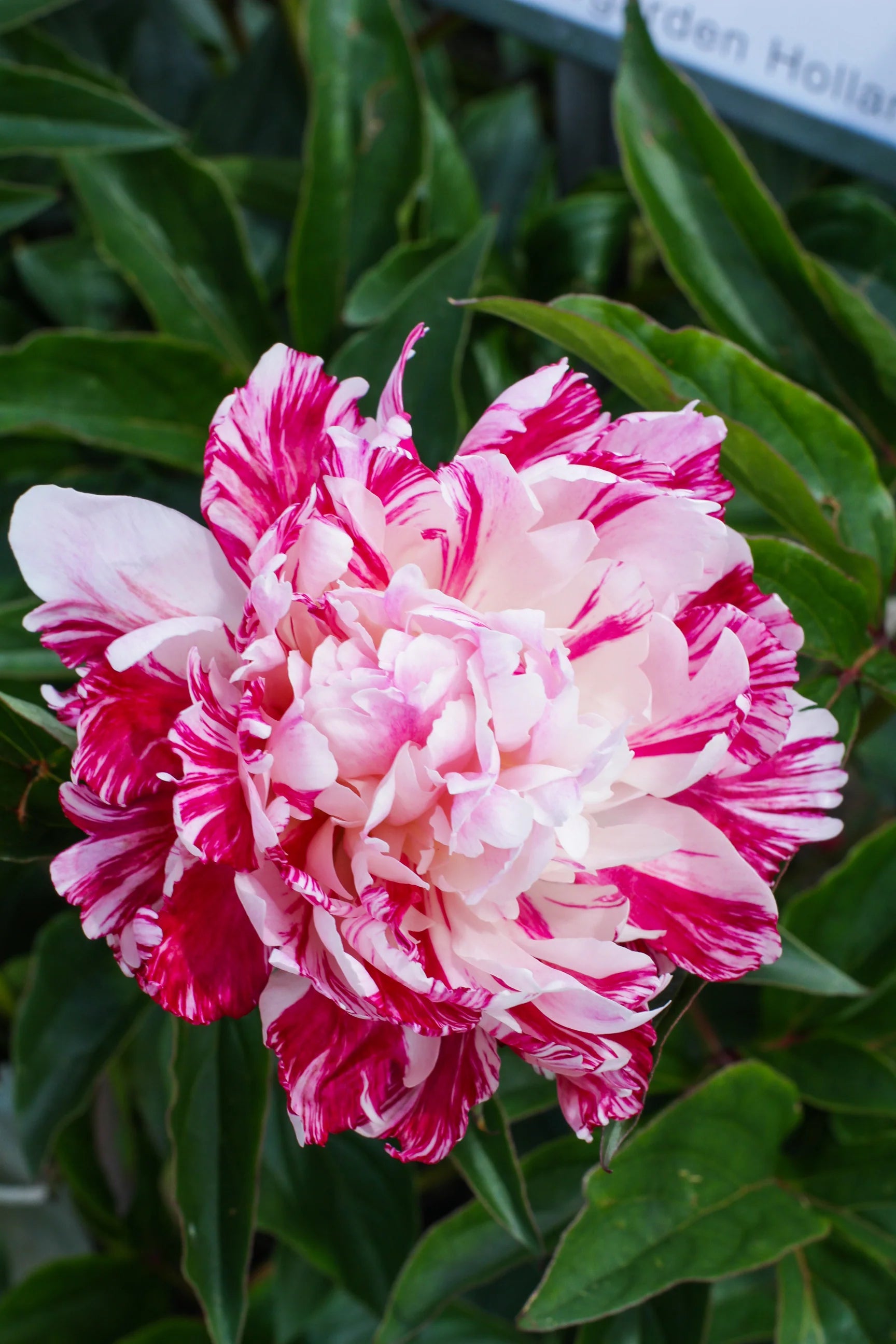 Blooming Candy Stripe Peony flowers in garden