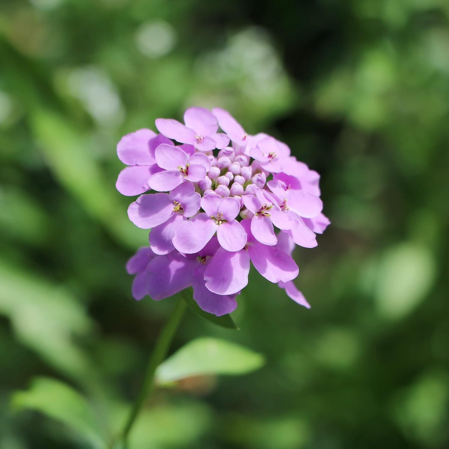 Mature Candytuft Plant from Seeds for Outdoor Garden