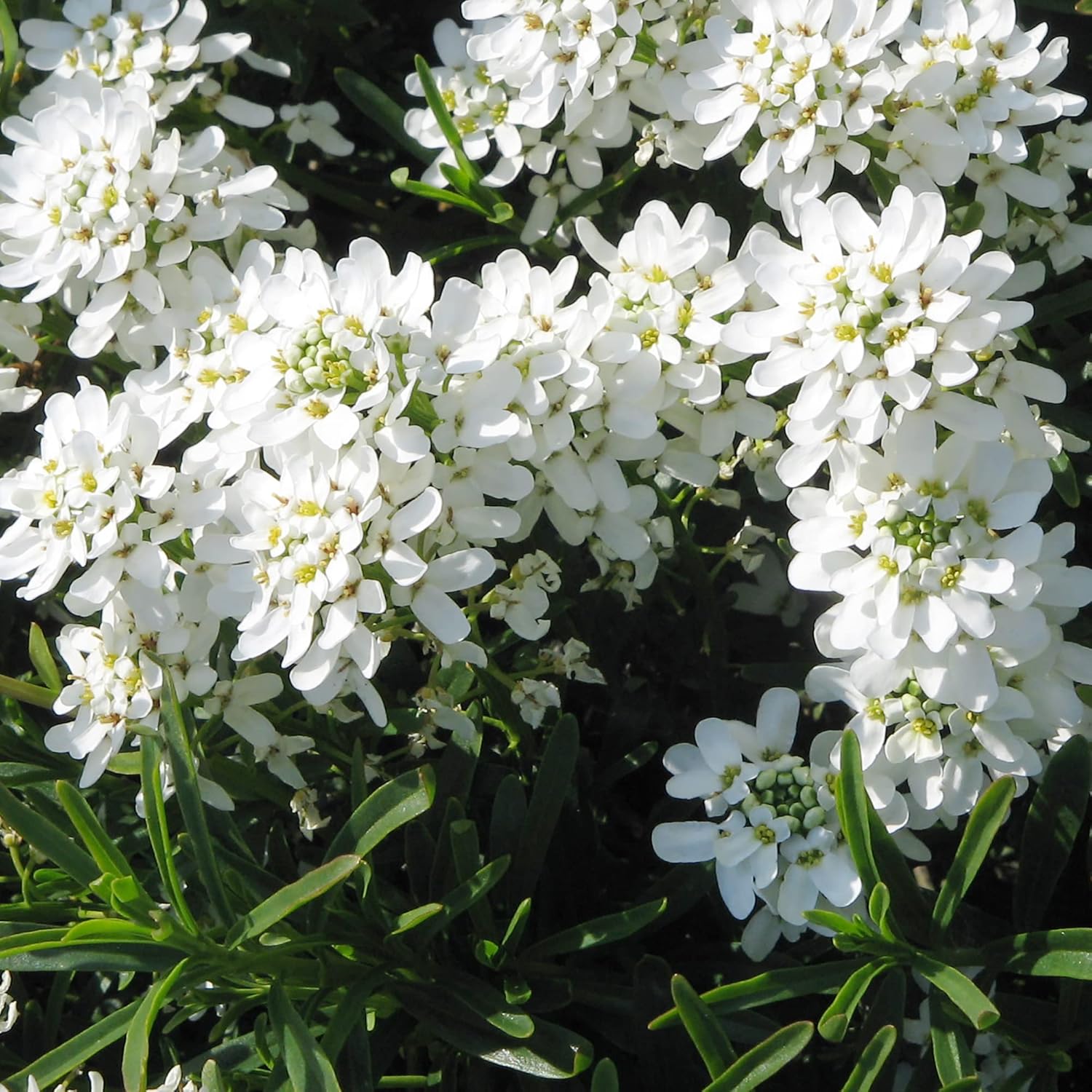 Candytuft Perennial Seeds for Evergreen Ground Cover and Edging