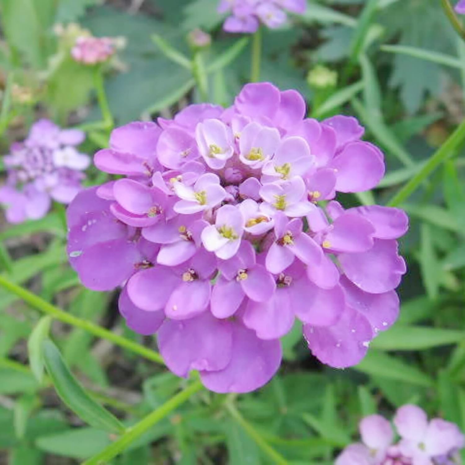 Candytuft Flowers Attracting Pollinators from Seeds