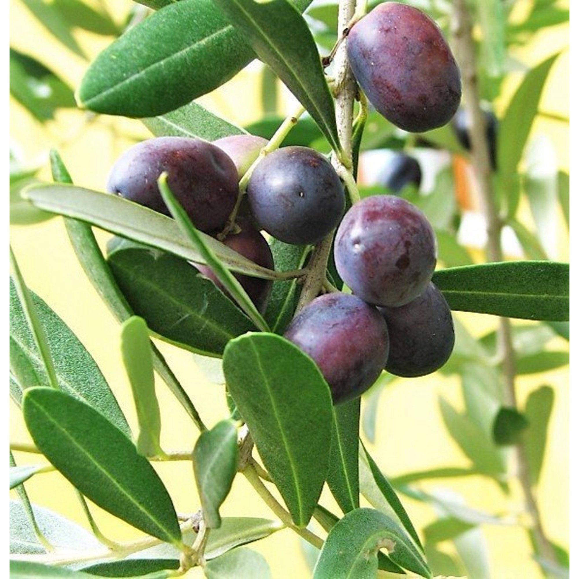 Canino Olive Tree Seeds for Planting