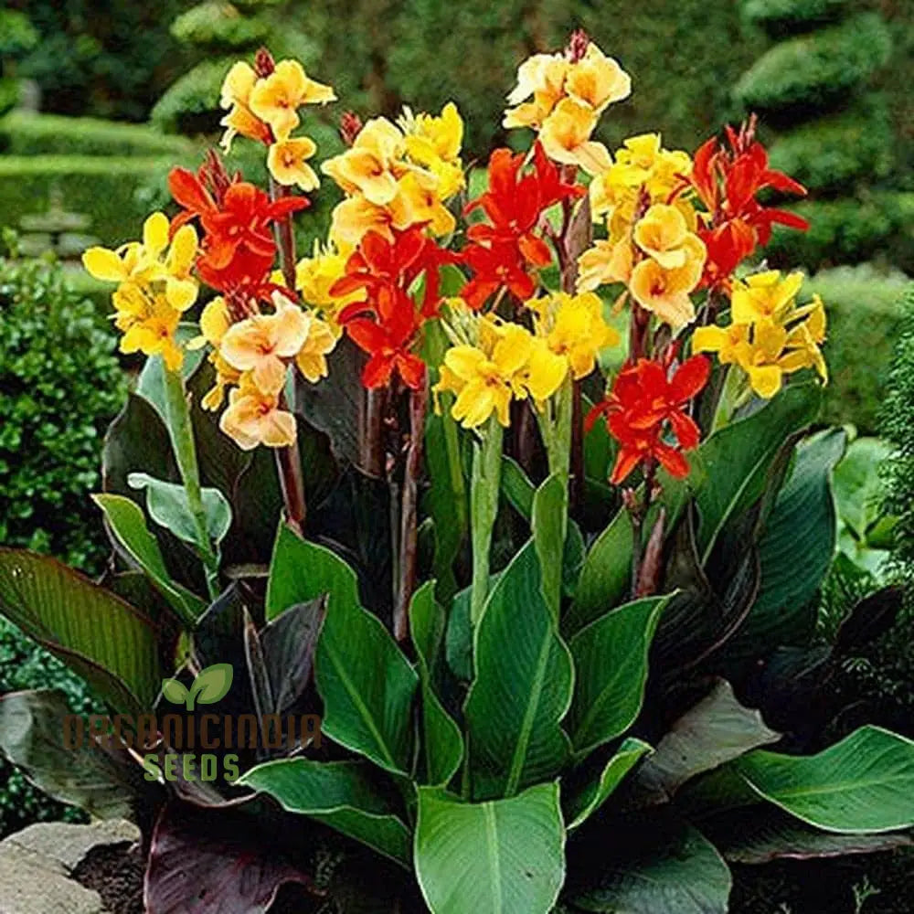 Canna Lily Mix Color Flower Seeds Vibrant Multicolor Lilies For Stunning Garden Hardy Perennial