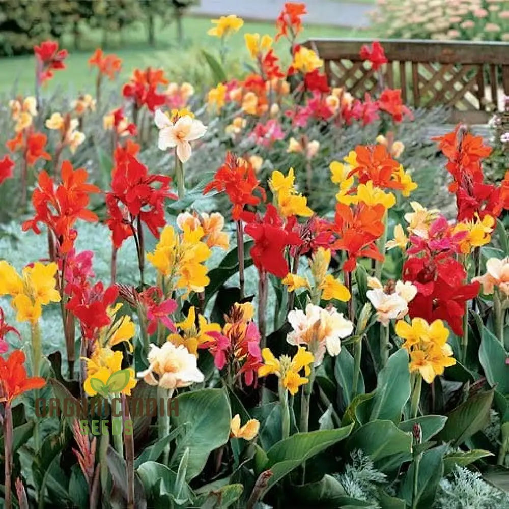 Canna Lily Mix Color Flower Seeds Vibrant Multicolor Lilies For Stunning Garden Hardy Perennial