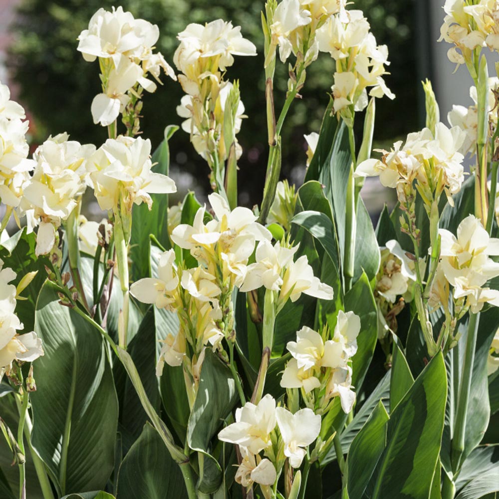 Premium White Canna Flower Seeds for Lush Gardening, Grow Stunning Perennial Blooms in Your Garden