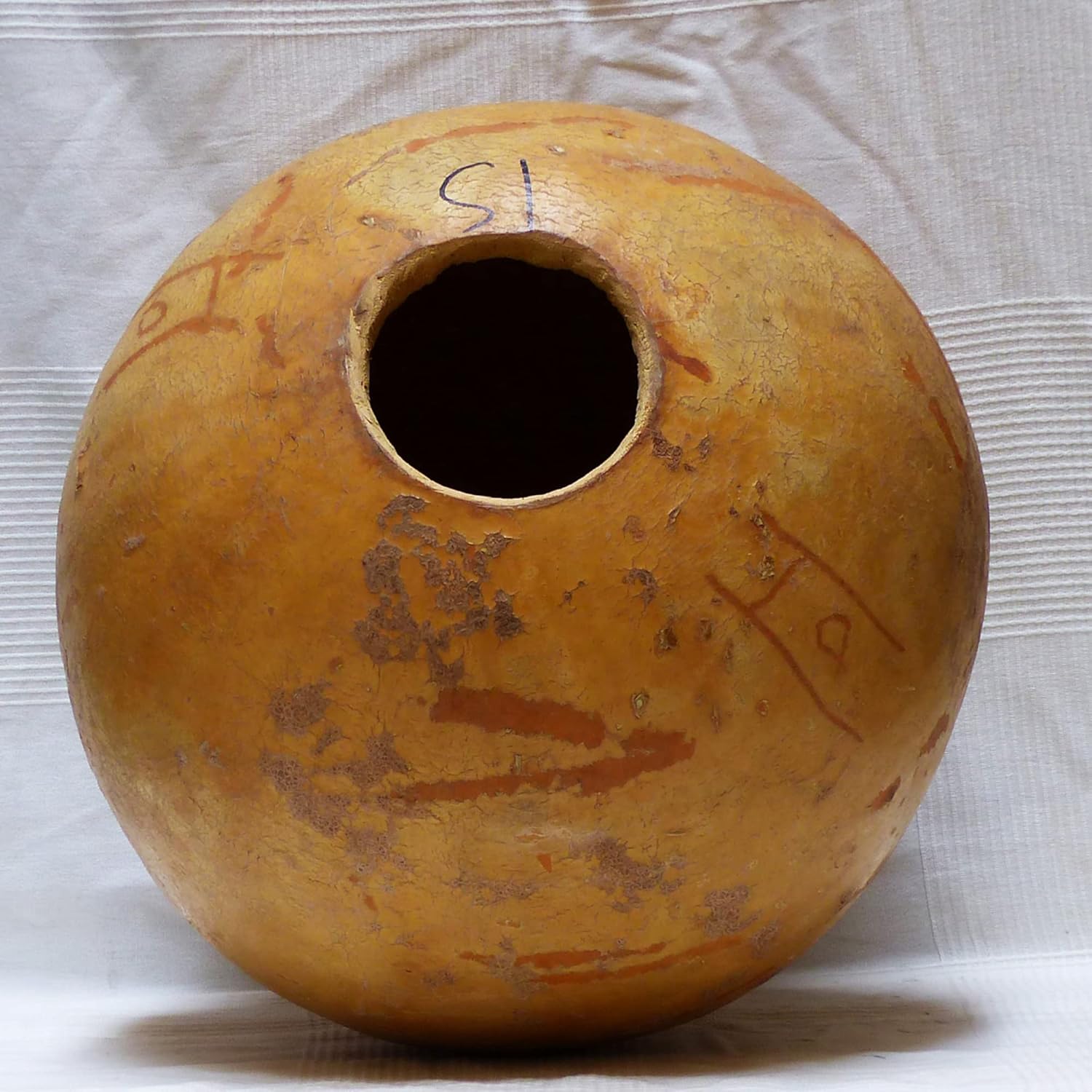 Cannonball Gourd Vine Growing in Container from Seeds, Easy-to-Grow Garden Plant