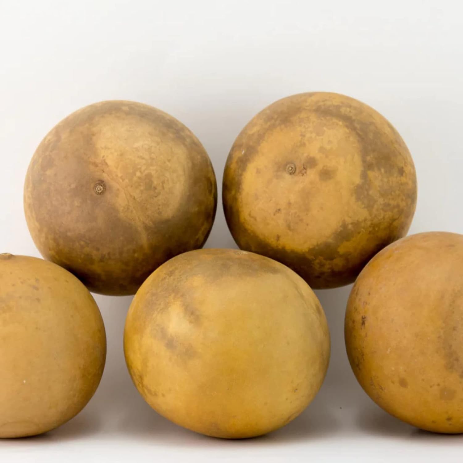 Mature Cannonball Gourd Plant from Seeds, High-Yield Ornamental and Edible Fruits