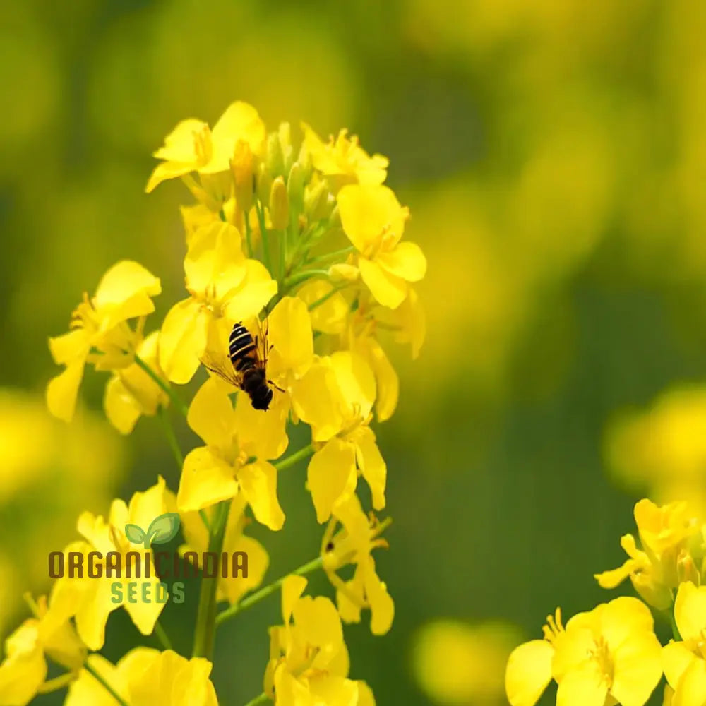 Canola flower seeds with bright yellow blooms