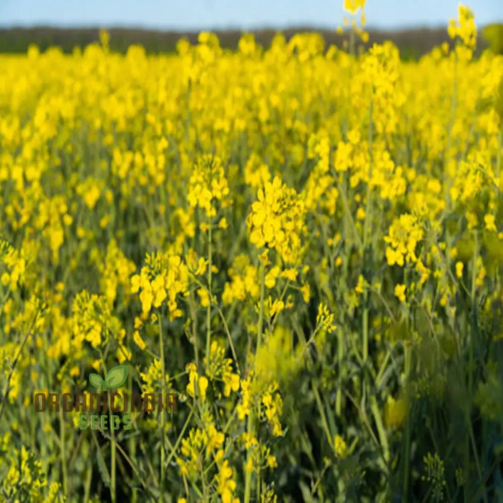 Non GMO canola garden seeds for easy growing