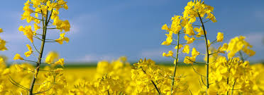 Canola seeds for home gardening and ornamental use