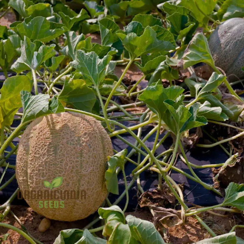 Cantaloupe Honeyrock Vegetable Seeds For Expert Gardeners | High-Yield Flavorful Melons Non-Gmo