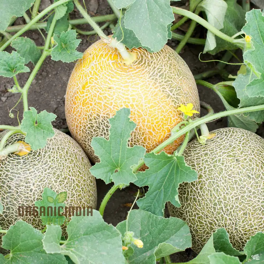 “cantaloupe melon harvest mature slipped vine sweet flavor”