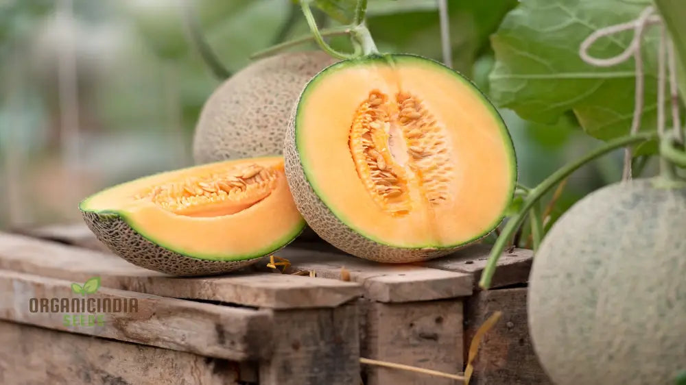 “cantaloupe melon seeds sowing in warm ready soil non-GMO”