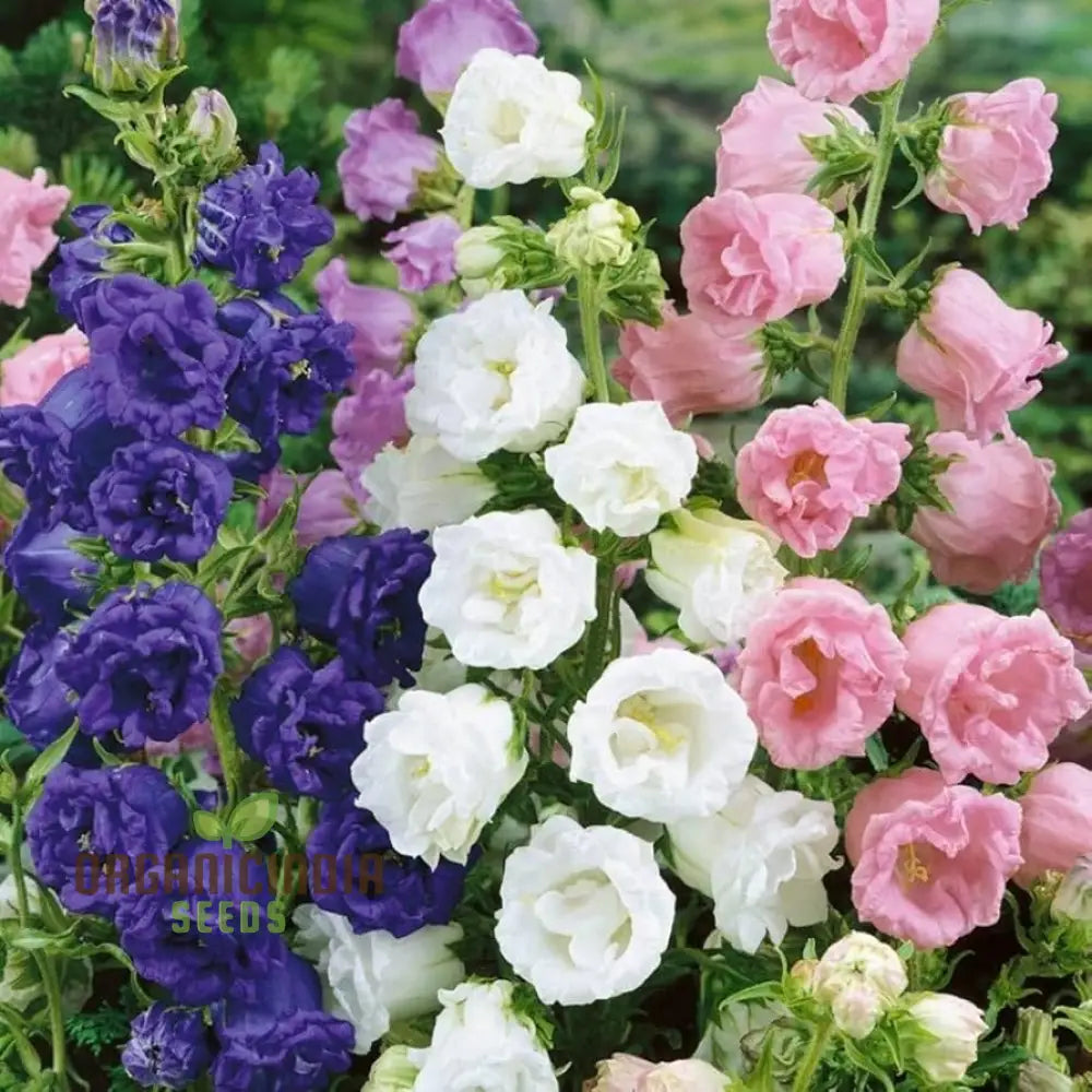 Canterbury Bells mix seeds colorful cup and saucer blooms