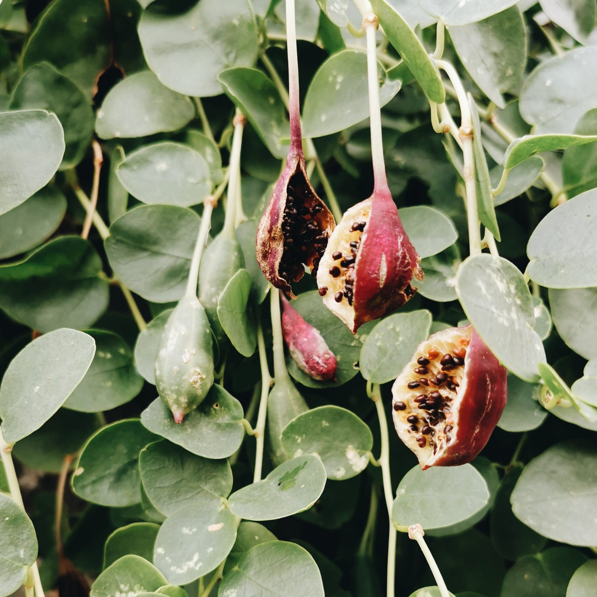 Caper Bush Seeds Capparis spinosa Non GMO for planting