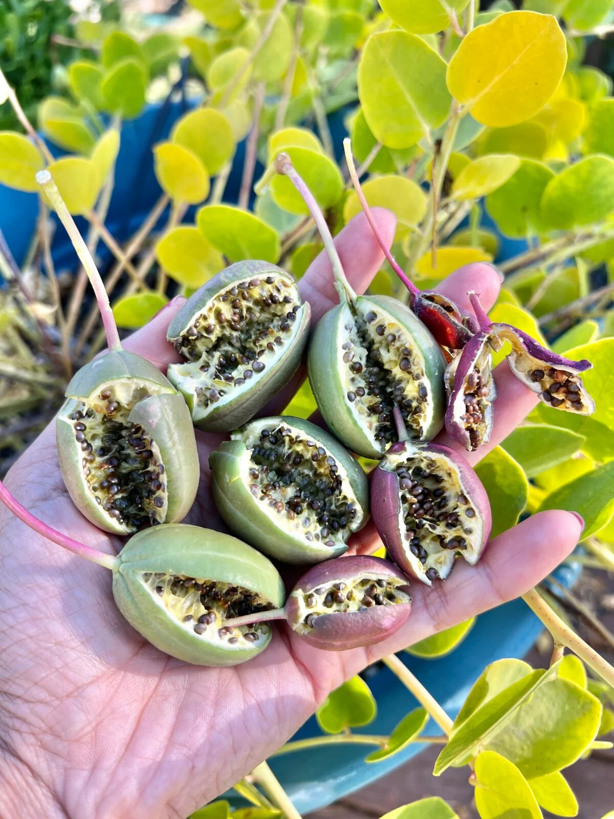 Caper seeds with high germination quality