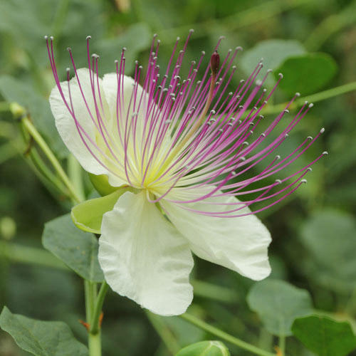 Semillas de Capparis Spinosa para Jardinería: Cultiva y Haz Crecer Tus Propias Alcaparras con Estas Semillas de Calidad Premium para Jardines Exuberantes