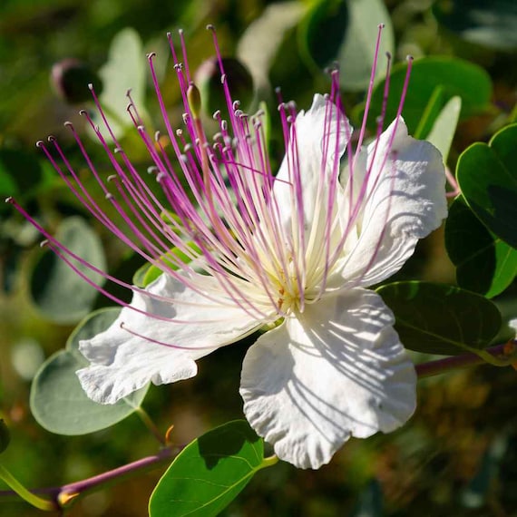 Capparis spinosa planting and growing guide
