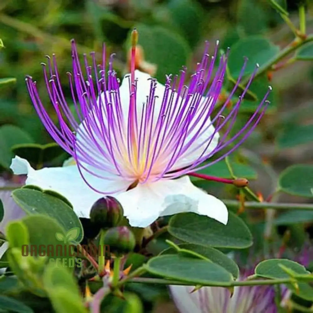 Capparis Spinosa Seeds For Gardening: Cultivate And Grow Your Own Capers With These Premium Quality