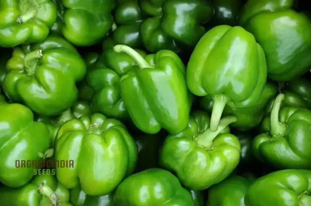 Fresh Green Capsicum Peppers from Seeds, Home Garden Vegetable