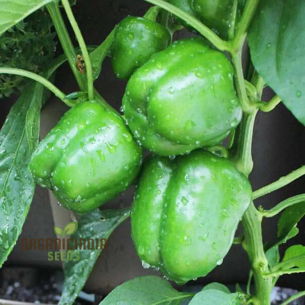 Mature Green Capsicum Plant from Seeds, Crisp Bell Peppers