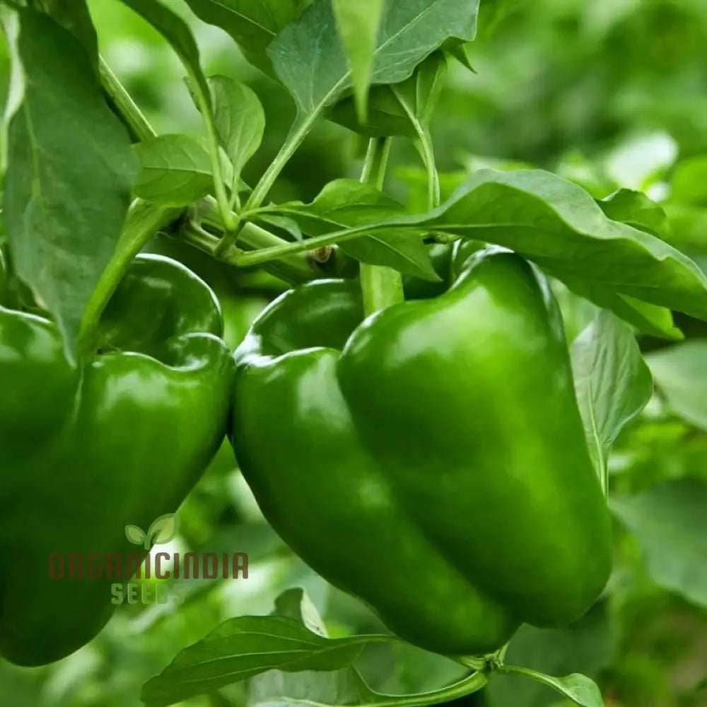 Green Capsicum Seeds for Garden, High Yield Vegetable Seeds