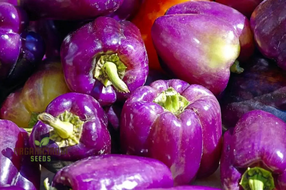 Fresh Purple Bell Peppers from Seeds, Sweet and Crisp