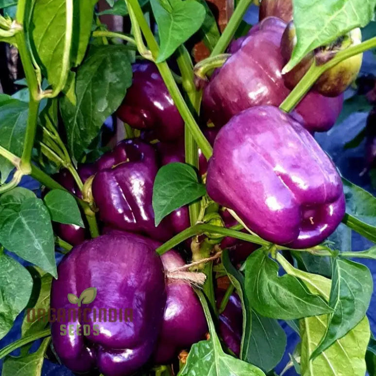 Mature Capsicum Purple Plant from Seeds, Vibrant Garden Variety
