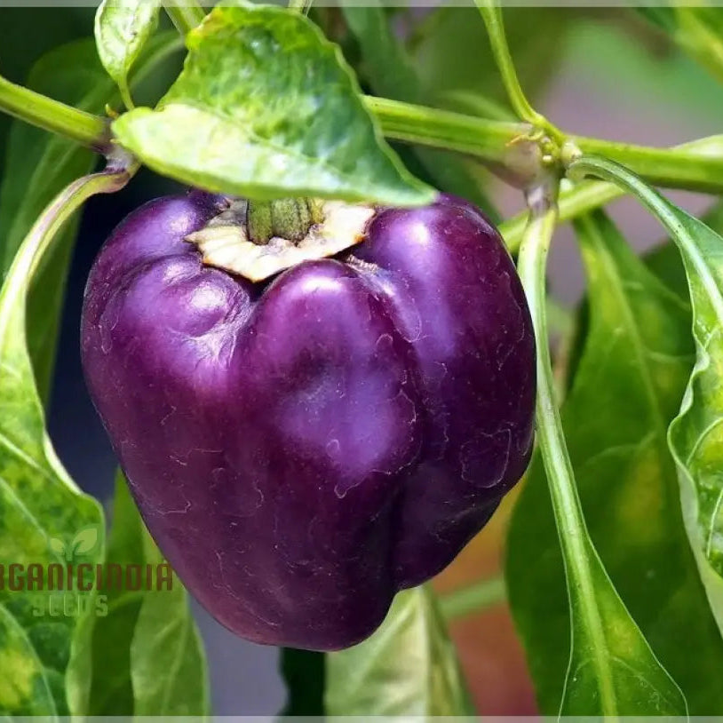 Capsicum Purple Seeds Packet, Premium Non-GMO Seeds for Garden Planting