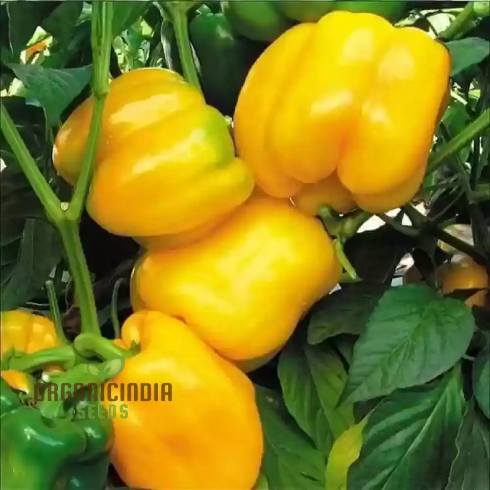 Organic Red Shimla Mirchi & Yellow Capsicum Seeds for Garden, High Yield Vegetable Seeds