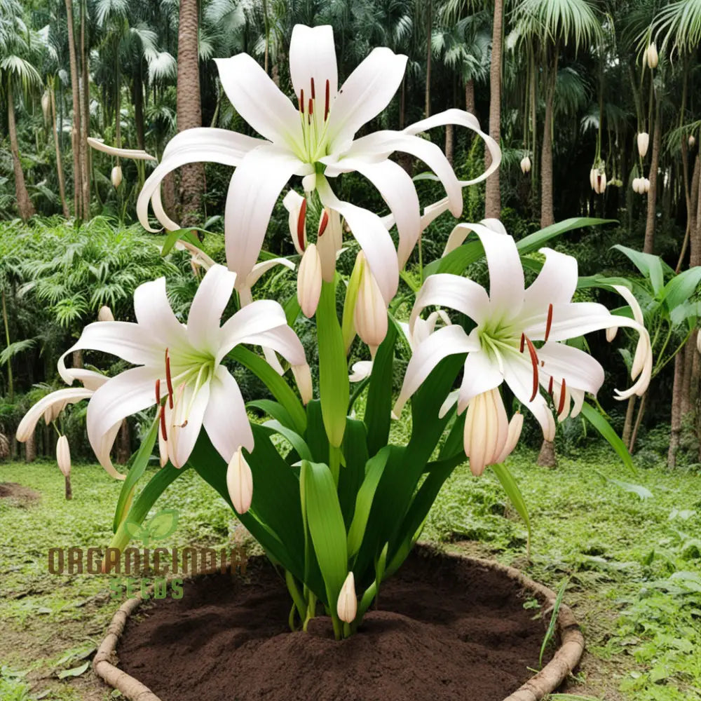 Cardiocrinum giganteum giant lily in bloom